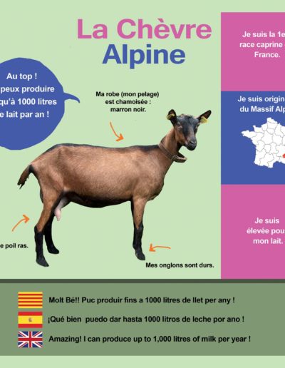Chèvre Alpinea