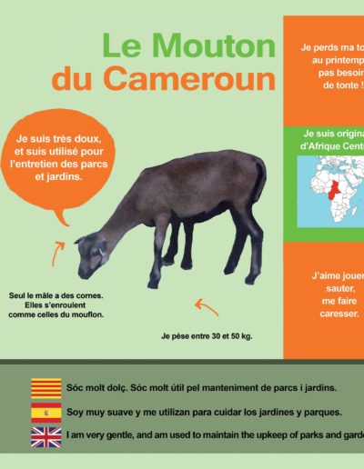 Mouton Cameroun