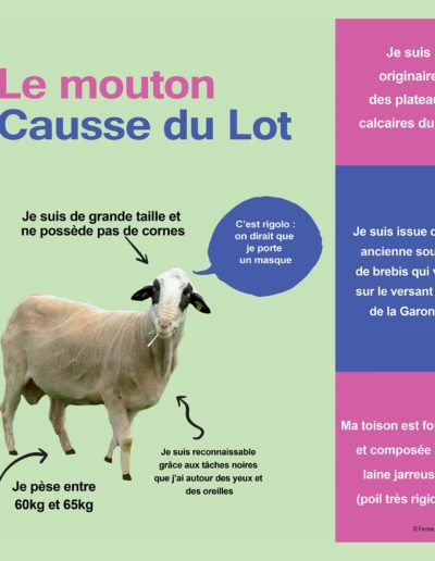 Mouton Causse du Lot