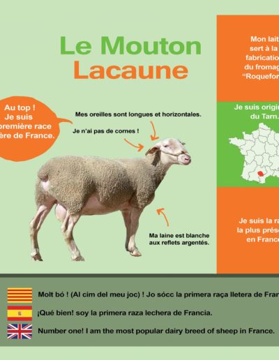 Mouton Lacaune