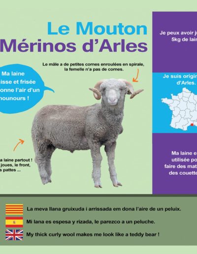 Mouton d'Arles
