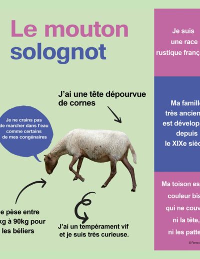Mouton Solognot