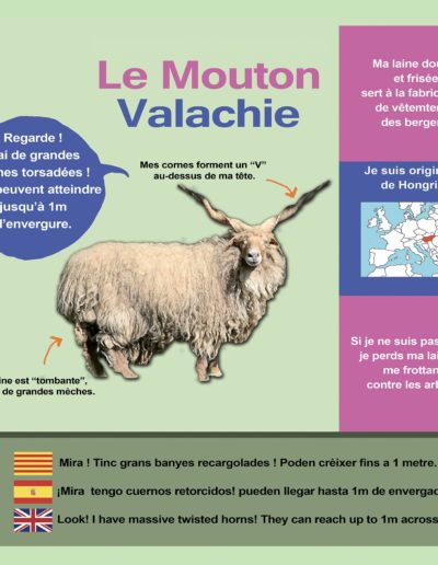 Mouton Valachie